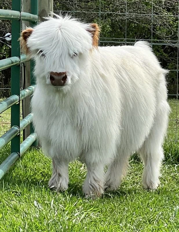 Mini Highland cow for sale — shaggy white Highland heifer standing in pasture at Mini Cow Hub