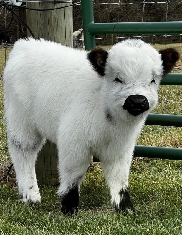 Highpark cow for sale — white Highland-cross heifer with dark ears at Mini Cow Hub