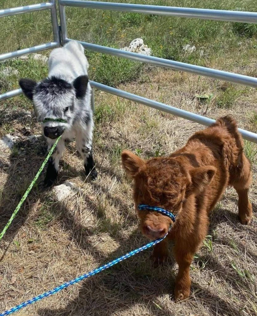 Mini Highland breeding pair for sale — two miniature cows standing together in pasture
