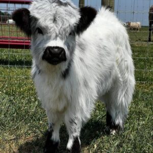 Alder mini highland bull — listing photograph. Confirm current identity and records before purchase.