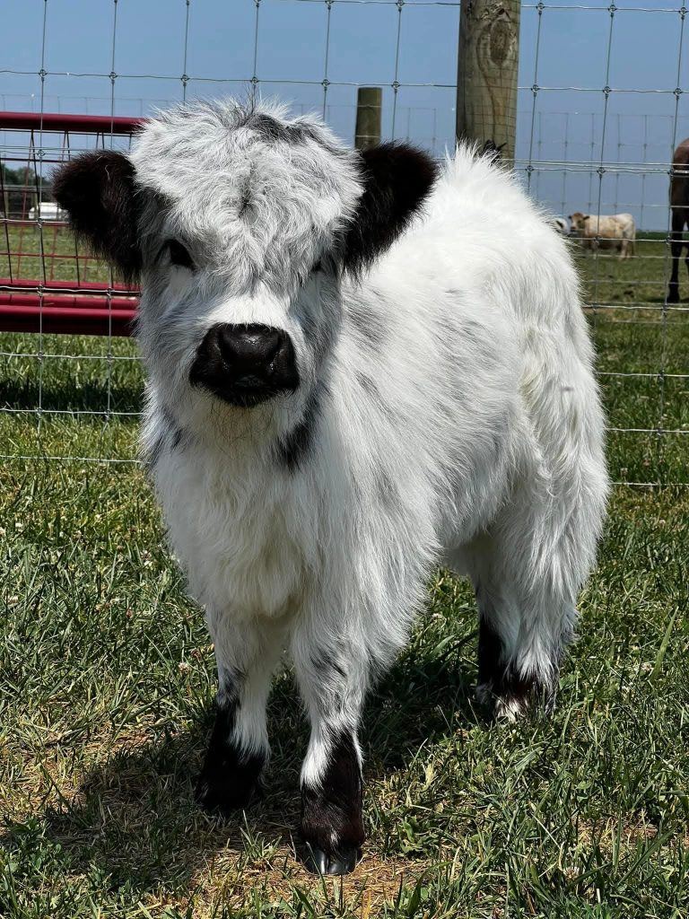 Alder mini highland bull — listing photograph. Confirm current identity and records before purchase.