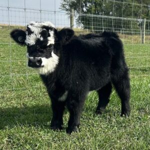 Fern mini highland heifer — listing photograph. Confirm current identity and records before purchase.