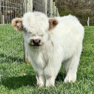 Poppy mini highland heifer — listing photograph. Confirm current identity and records before purchase.