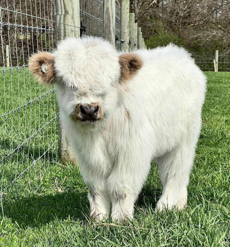 Poppy mini highland heifer — listing photograph. Confirm current identity and records before purchase.