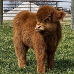 Oakley mini highland bull — listing photograph. Confirm current identity and records before purchase.