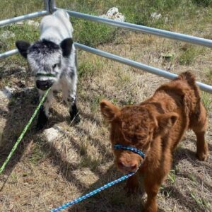 Jasper and Luna mini highland pair — listing photograph. Confirm current identity and records before purchase.