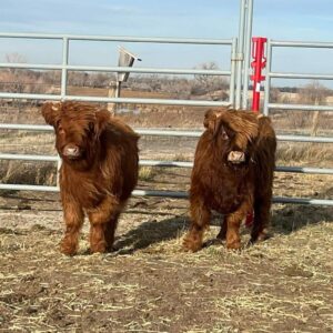 Finley and Flora mini highland pair — listing photograph. Confirm current identity and records before purchase.