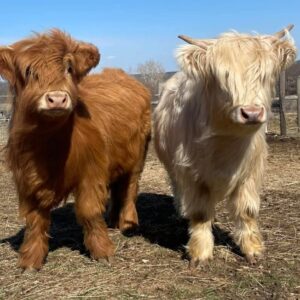 Arlo and Ivy mini highland pair — listing photograph. Confirm current identity and records before purchase.