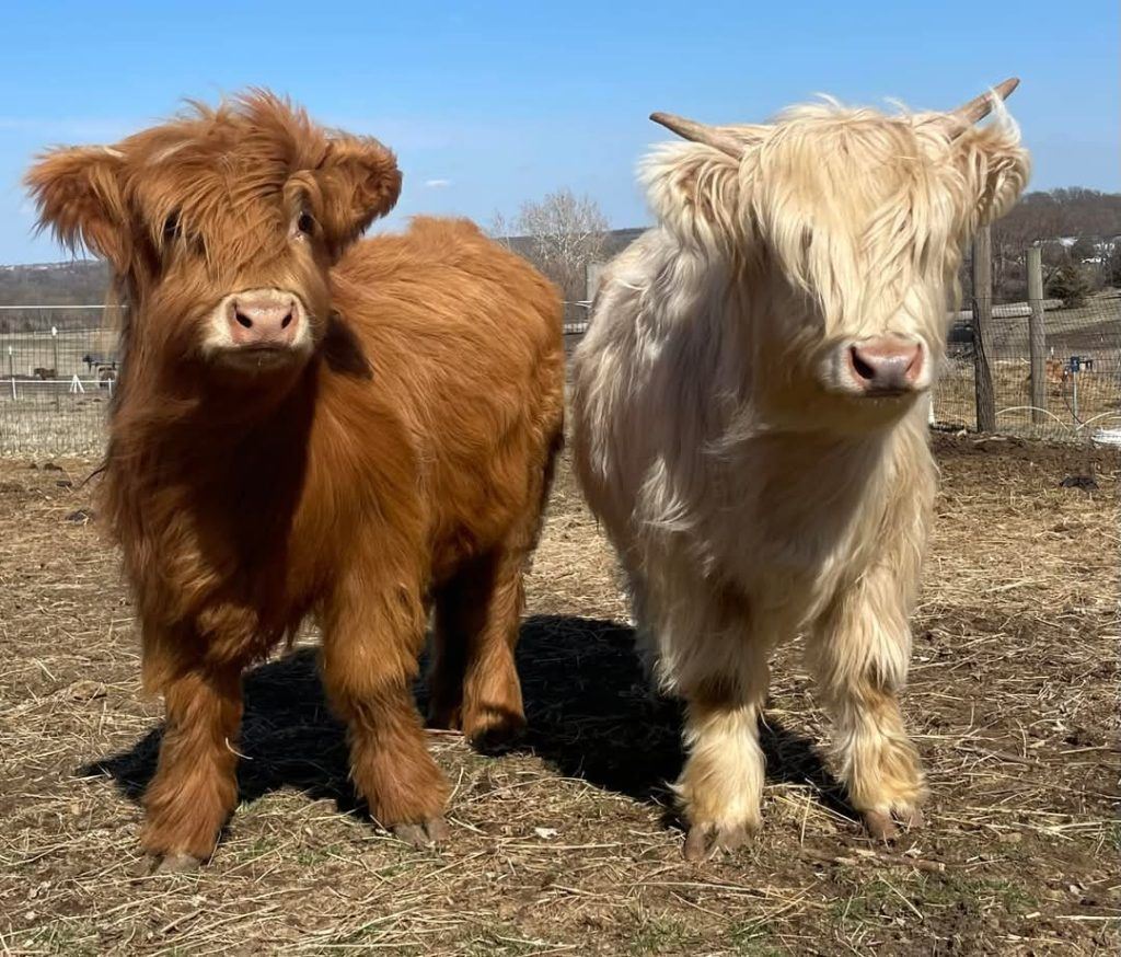 Arlo and Ivy mini highland pair — listing photograph. Confirm current identity and records before purchase.