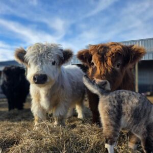 Bennett and Blossom mini highland pair — listing photograph. Confirm current identity and records before purchase.