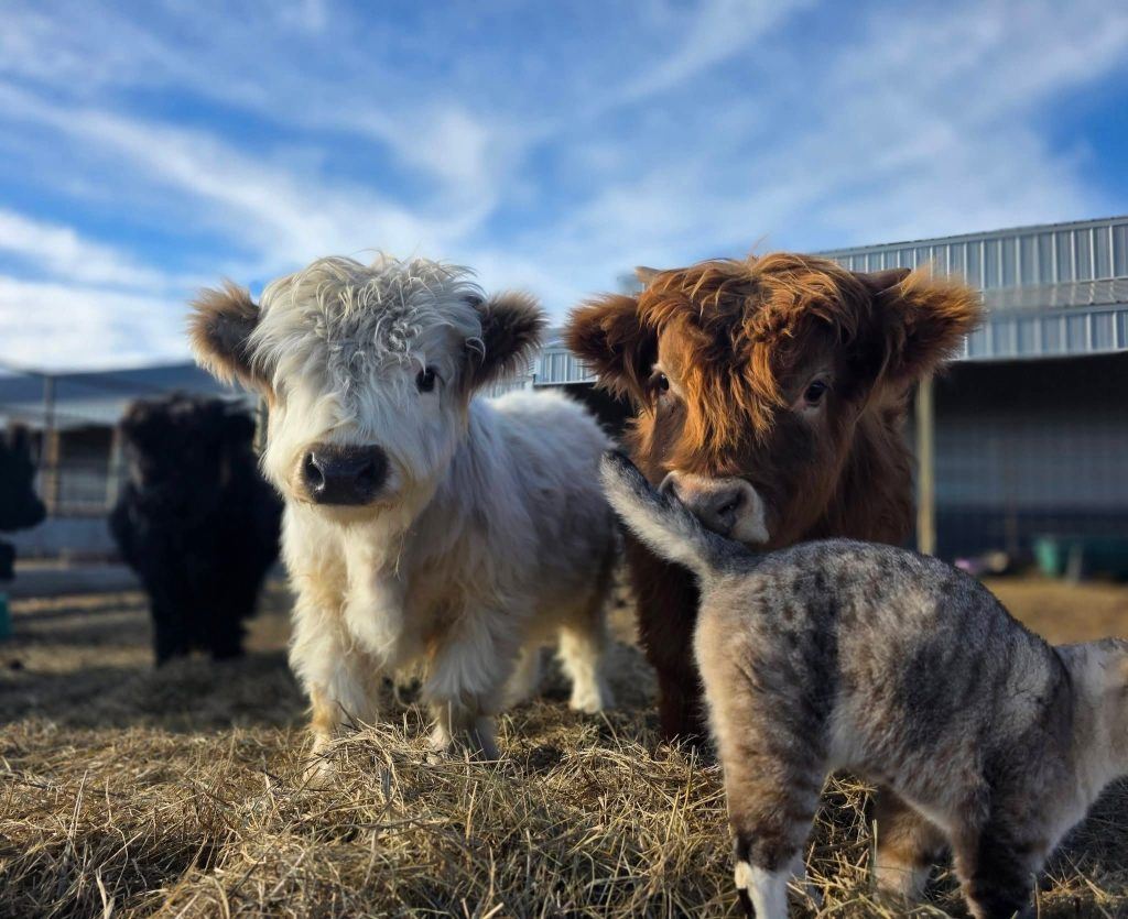 Bennett and Blossom mini highland pair — listing photograph. Confirm current identity and records before purchase.