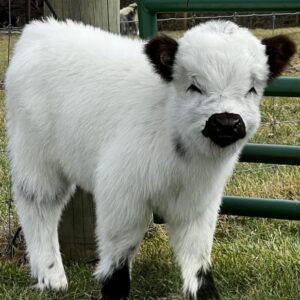 Juniper highpark heifer — listing photograph. Confirm current identity and records before purchase.
