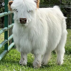 Willow mini highland heifer — listing photograph. Confirm current identity and records before purchase.
