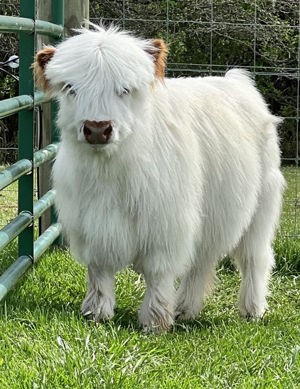 Willow mini highland heifer — listing photograph. Confirm current identity and records before purchase.