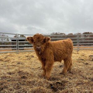 Atlas mini highland bull — listing photograph. Confirm current identity and records before purchase.