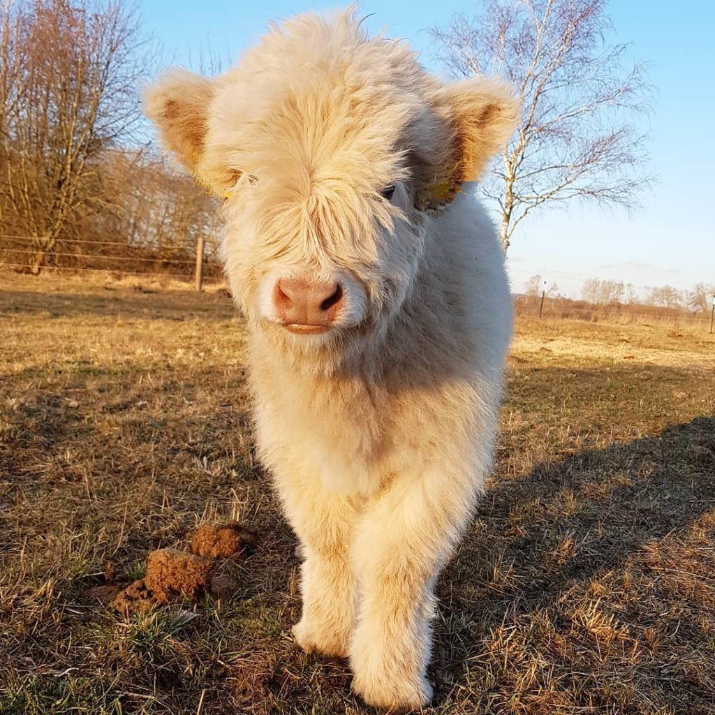 Hazel mini highland heifer — listing photograph. Confirm current identity and records before purchase.
