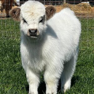 Maple mini highland heifer — listing photograph. Confirm current identity and records before purchase.