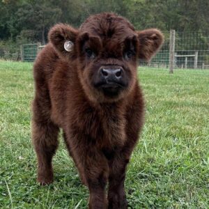 Ranger mini highland bull — listing photograph. Confirm current identity and records before purchase.