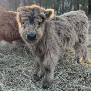Daisy mini highland heifer — listing photograph. Confirm current identity and records before purchase.