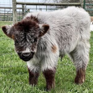 Bodhi mini highland bull — listing photograph. Confirm current identity and records before purchase.