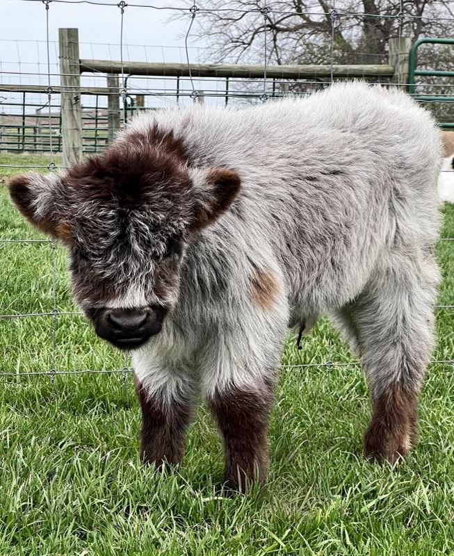 Bodhi mini highland bull — listing photograph. Confirm current identity and records before purchase.