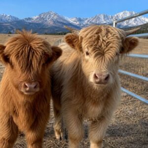Arlo, a red miniature Highland calf, and Ivy, a cream yearling with small horns, at the pipe fence on the high pastures near Leadville, Colorado.